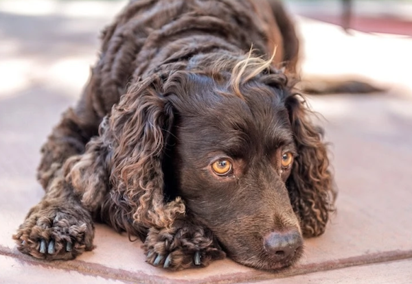 American Water Spaniel